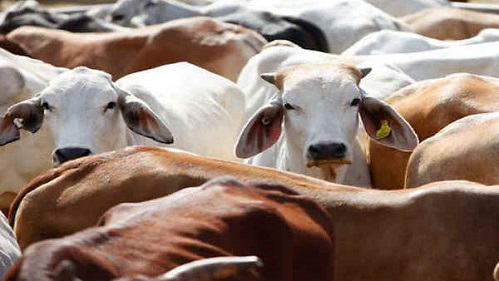 Madhya Pradesh, amendment, cow slaughter prevention law, Assembly