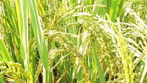 Millet Mission Corporation, food production, Madhya Pradesh CM, Kamal Nath