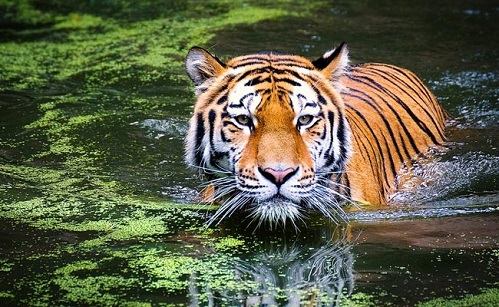 3,000 tigers, India, safest habitats in world, PM Modi