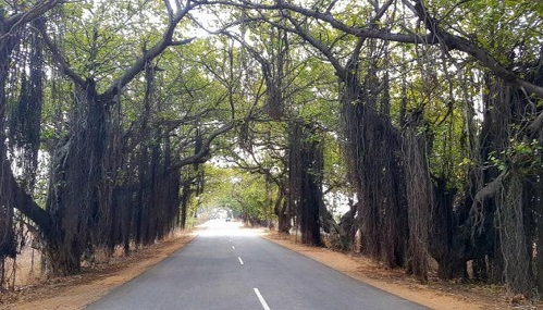 Villages, MP, Alirajpur district, block public movement, trees, thick branches, key approach roads