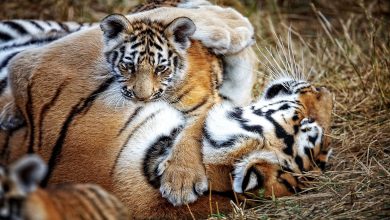 tigers, cubs, Forest department