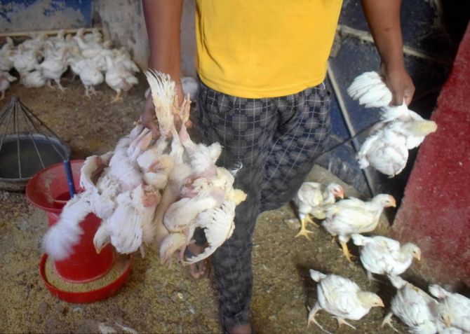 bird flu, outbreak, ban, chicken meat