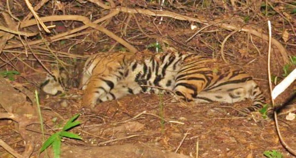 tiger, dead, Kisli range, KTR